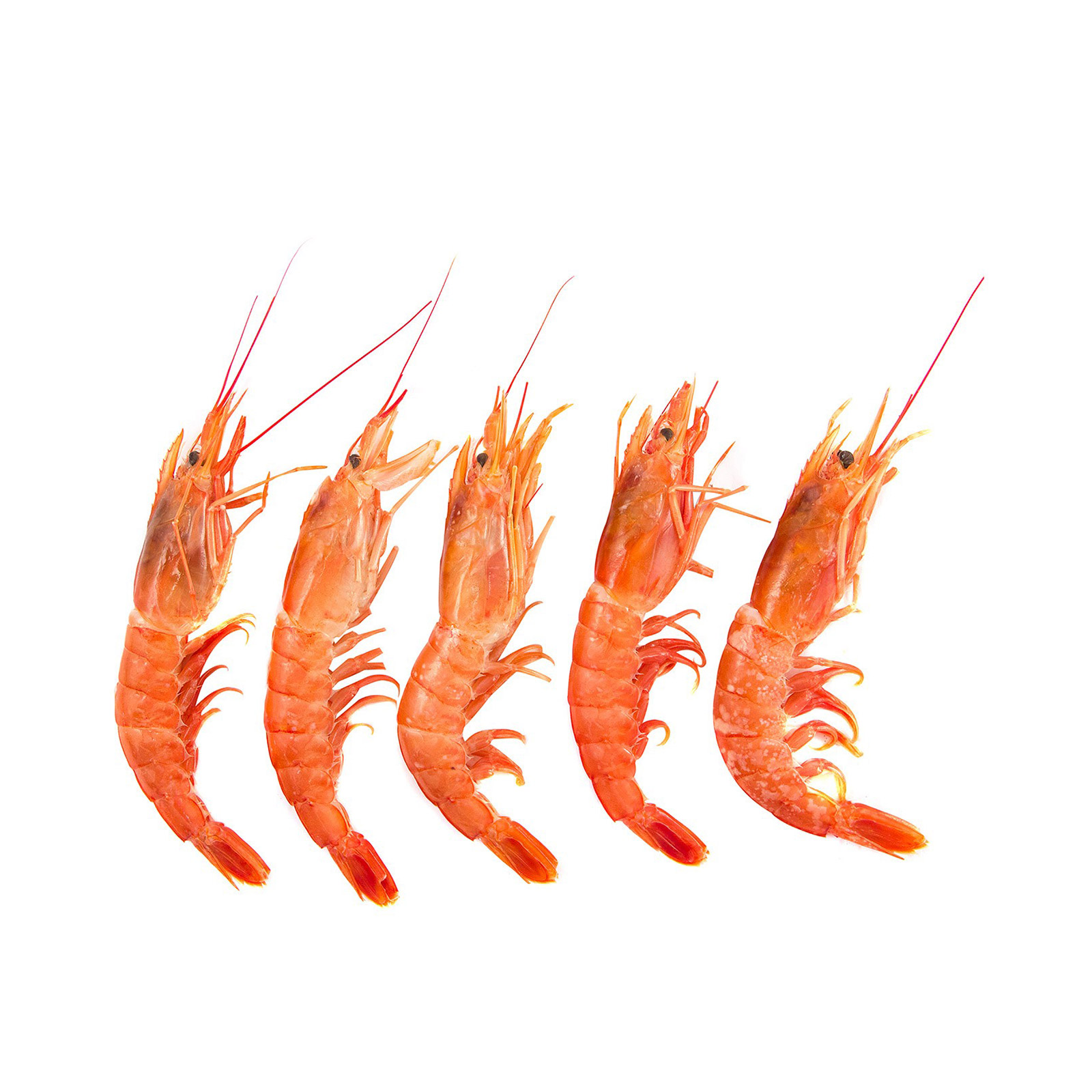 Γαρίδα νωπή χύμα-parapenaeus longirostris  Ελλάδος εικόνα 1