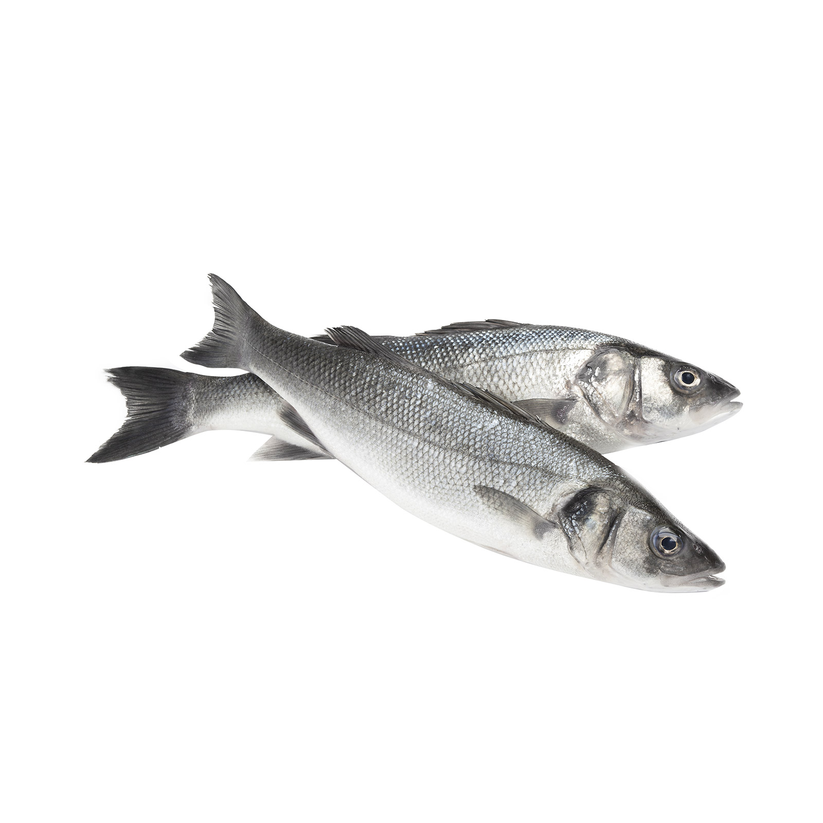 Λαυράκι νωπό χύμα-dicentrarchus labrax  Ελλάδος ~1.50Kg εικόνα 1