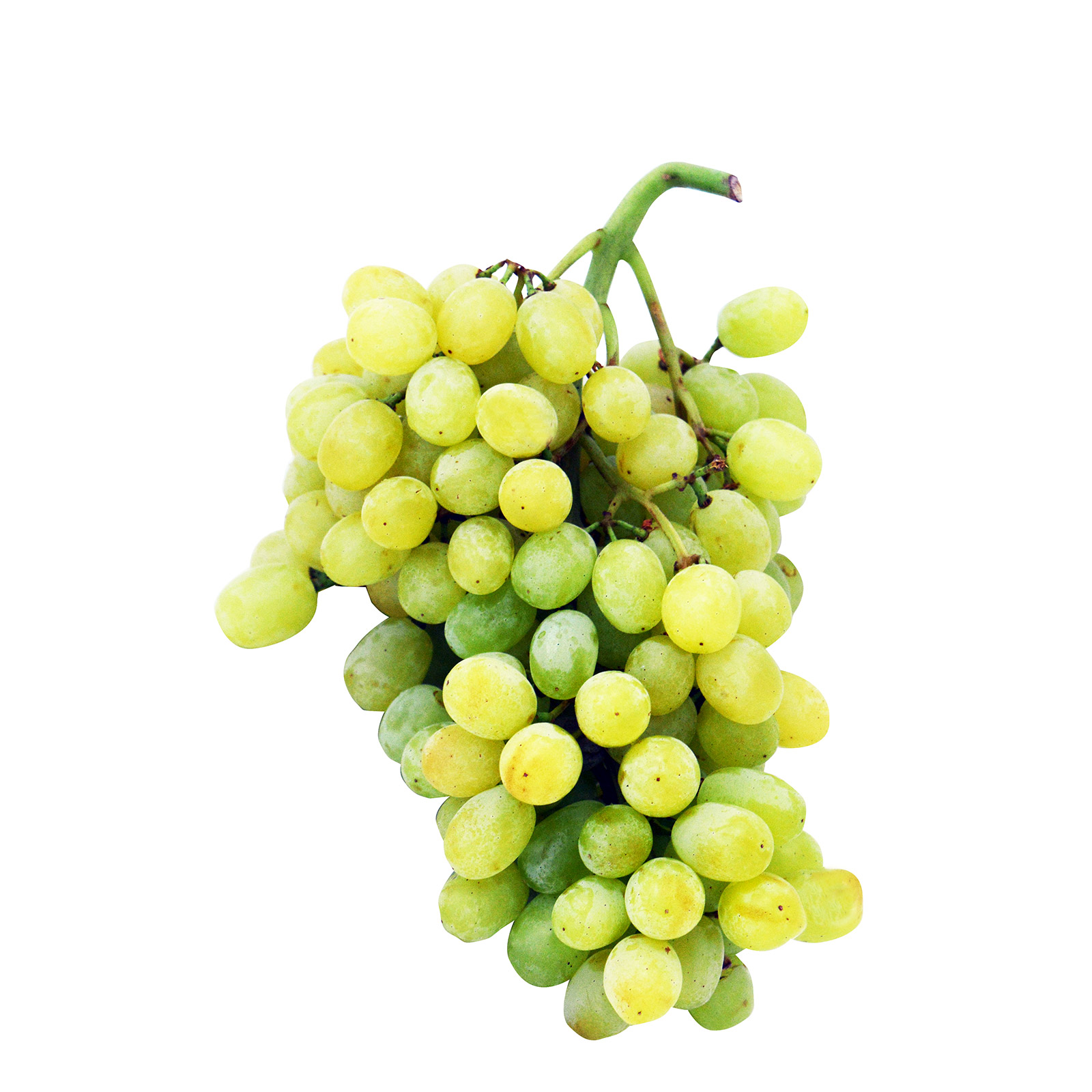 Σταφύλι σταφίδα Ελλαδος εικόνα 1