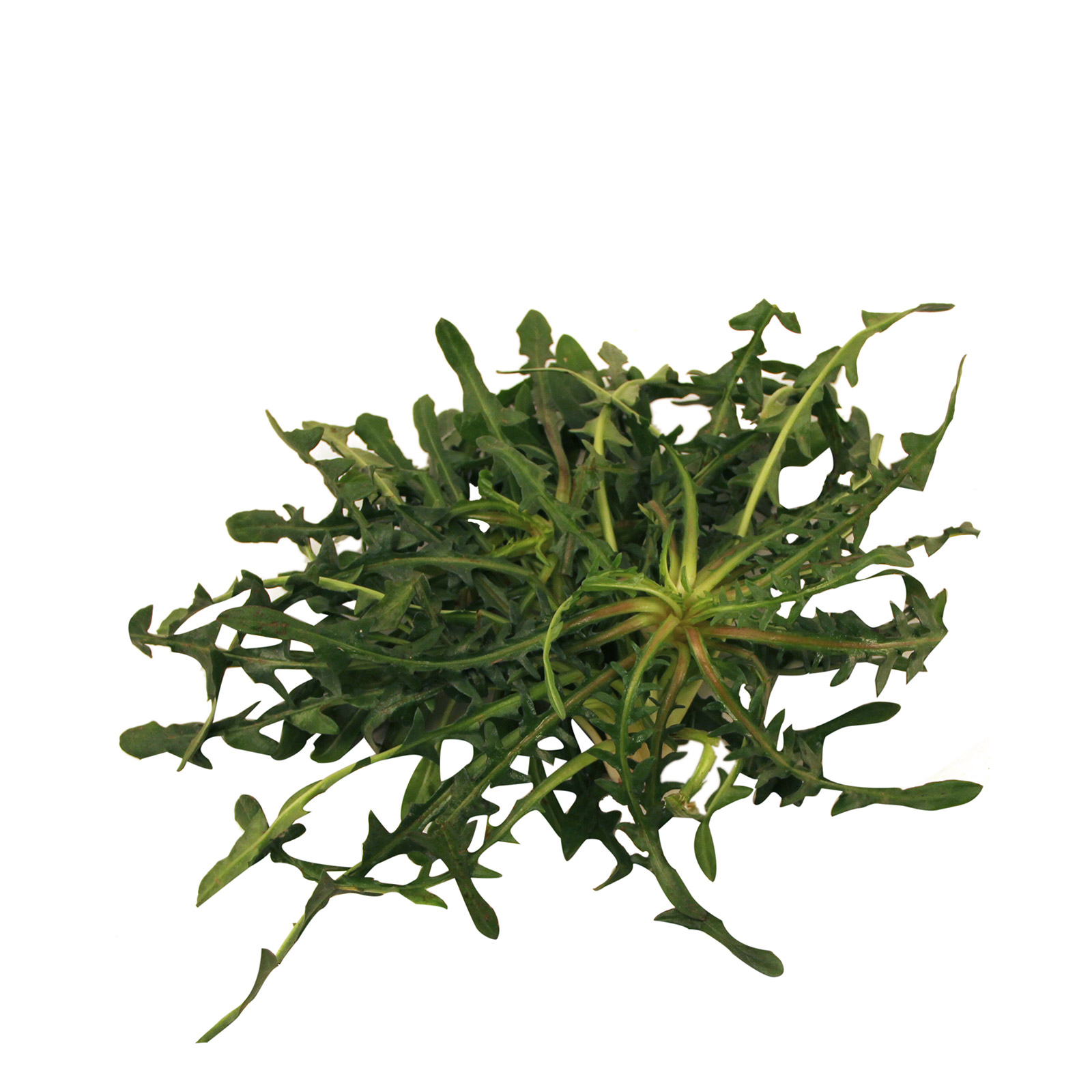 Χόρτα σταμναγκάθια Ελλάδος εικόνα 1