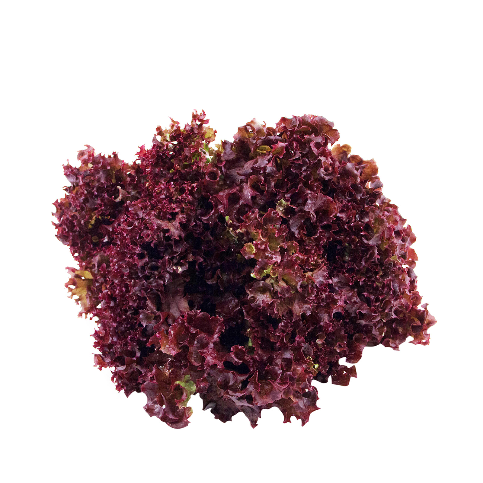 Φρέσκια σαλάτα κόκκινη σγουρή Ελλάδος εικόνα 1