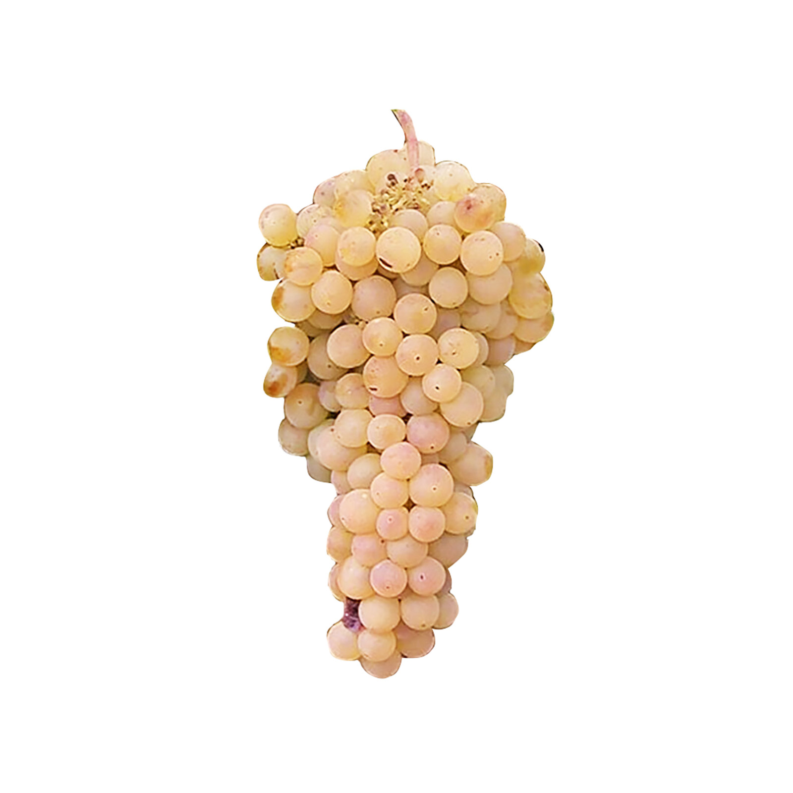 Grapes Greek image 1